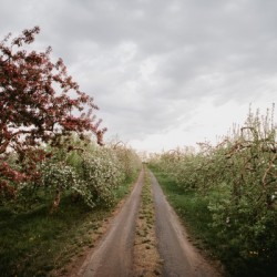 Chemin fleuri